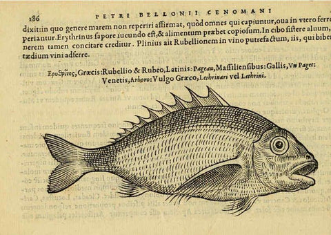 Reproducción/Reproduction 6418701315: Petri Bellonii Cenomani De aquatilibus, libri duo cum [epsilon, iota] conibus ad viuam ipsorum effigiem, quoad eius fieri potuit, expressis ... Parisiis,Apud C. Stephanum,1553