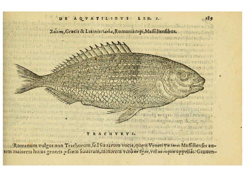 Reproducción/Reproduction 6418701627: Petri Bellonii Cenomani De aquatilibus, libri duo cum [epsilon, iota] conibus ad viuam ipsorum effigiem, quoad eius fieri potuit, expressis ... Parisiis,Apud C. Stephanum,1553
