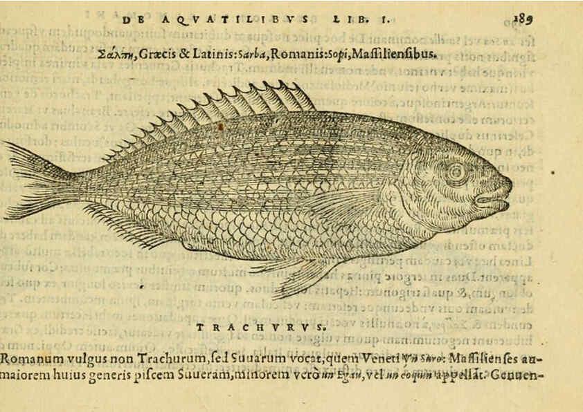 Reproducción/Reproduction 6418701627: Petri Bellonii Cenomani De aquatilibus, libri duo cum [epsilon, iota] conibus ad viuam ipsorum effigiem, quoad eius fieri potuit, expressis ... Parisiis,Apud C. Stephanum,1553