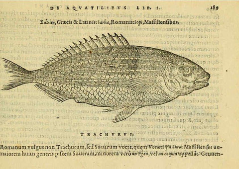 Reproducción/Reproduction 6418701627: Petri Bellonii Cenomani De aquatilibus, libri duo cum [epsilon, iota] conibus ad viuam ipsorum effigiem, quoad eius fieri potuit, expressis ... Parisiis,Apud C. Stephanum,1553