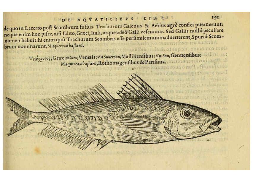 Reproducción/Reproduction 6418702163: Petri Bellonii Cenomani De aquatilibus, libri duo cum [epsilon, iota] conibus ad viuam ipsorum effigiem, quoad eius fieri potuit, expressis ... Parisiis,Apud C. Stephanum,1553