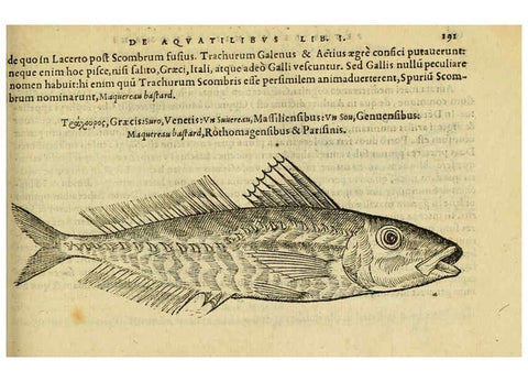 Reproducción/Reproduction 6418702163: Petri Bellonii Cenomani De aquatilibus, libri duo cum [epsilon, iota] conibus ad viuam ipsorum effigiem, quoad eius fieri potuit, expressis ... Parisiis,Apud C. Stephanum,1553