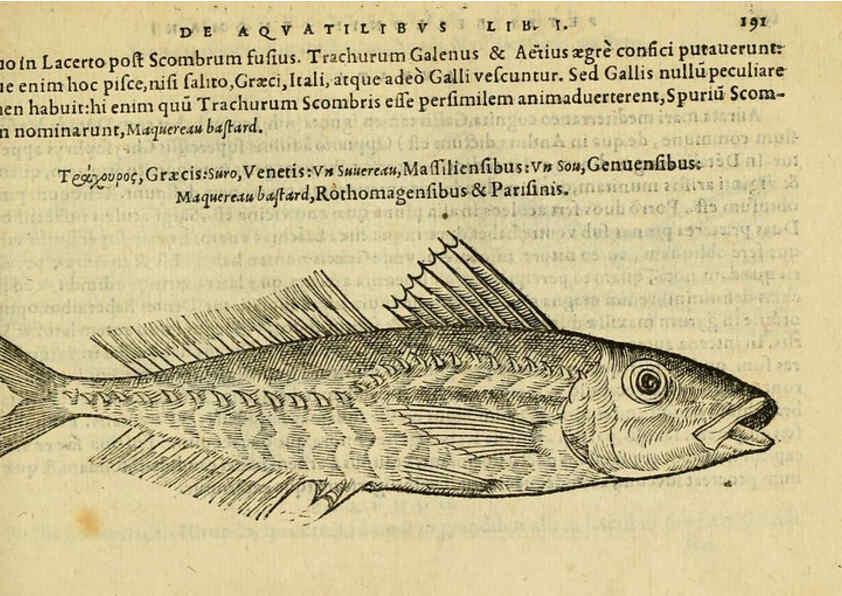 Reproducción/Reproduction 6418702163: Petri Bellonii Cenomani De aquatilibus, libri duo cum [epsilon, iota] conibus ad viuam ipsorum effigiem, quoad eius fieri potuit, expressis ... Parisiis,Apud C. Stephanum,1553