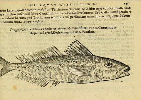 Reproducción/Reproduction 6418702163: Petri Bellonii Cenomani De aquatilibus, libri duo cum [epsilon, iota] conibus ad viuam ipsorum effigiem, quoad eius fieri potuit, expressis ... Parisiis,Apud C. Stephanum,1553