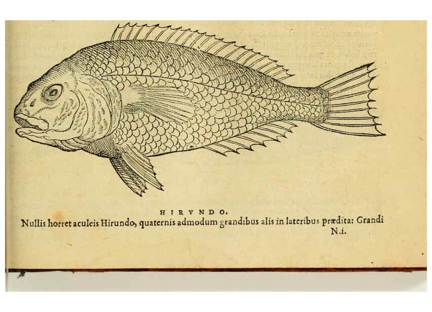 Reproducción/Reproduction 6418702657: Petri Bellonii Cenomani De aquatilibus, libri duo cum [epsilon, iota] conibus ad viuam ipsorum effigiem, quoad eius fieri potuit, expressis ... Parisiis,Apud C. Stephanum,1553