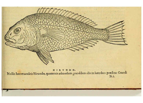 Reproducción/Reproduction 6418702657: Petri Bellonii Cenomani De aquatilibus, libri duo cum [epsilon, iota] conibus ad viuam ipsorum effigiem, quoad eius fieri potuit, expressis ... Parisiis,Apud C. Stephanum,1553