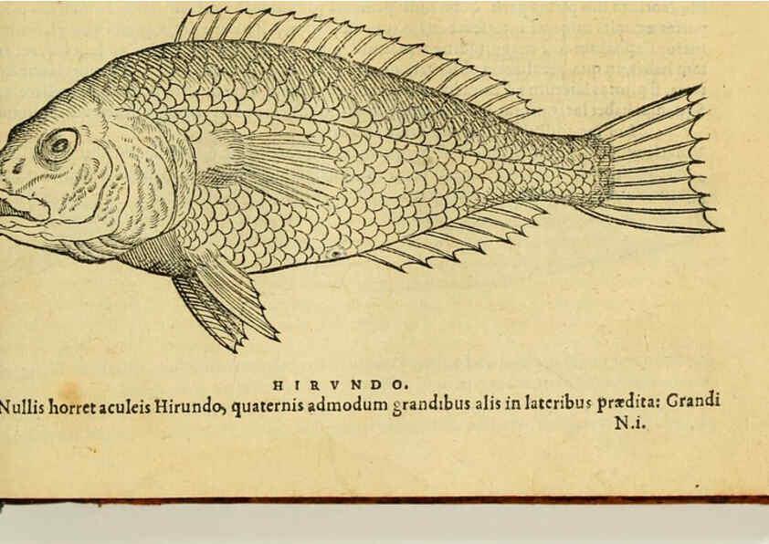 Reproducción/Reproduction 6418702657: Petri Bellonii Cenomani De aquatilibus, libri duo cum [epsilon, iota] conibus ad viuam ipsorum effigiem, quoad eius fieri potuit, expressis ... Parisiis,Apud C. Stephanum,1553