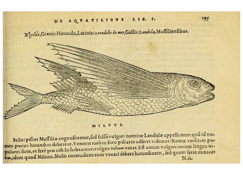 Reproducción/Reproduction 6418703083: Petri Bellonii Cenomani De aquatilibus, libri duo cum [epsilon, iota] conibus ad viuam ipsorum effigiem, quoad eius fieri potuit, expressis ... Parisiis,Apud C. Stephanum,1553