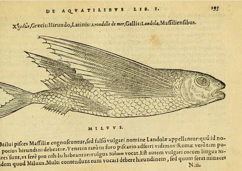 Reproducción/Reproduction 6418703083: Petri Bellonii Cenomani De aquatilibus, libri duo cum [epsilon, iota] conibus ad viuam ipsorum effigiem, quoad eius fieri potuit, expressis ... Parisiis,Apud C. Stephanum,1553