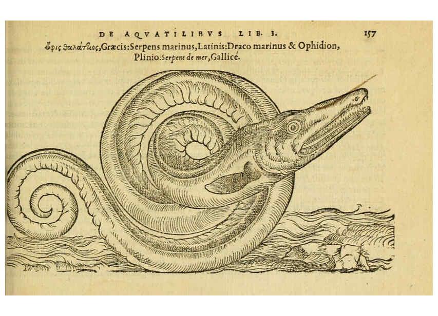 Reproducción/Reproduction 6418697153: Petri Bellonii Cenomani De aquatilibus, libri duo cum [epsilon, iota] conibus ad viuam ipsorum effigiem, quoad eius fieri potuit, expressis ... Parisiis,Apud C. Stephanum,1553