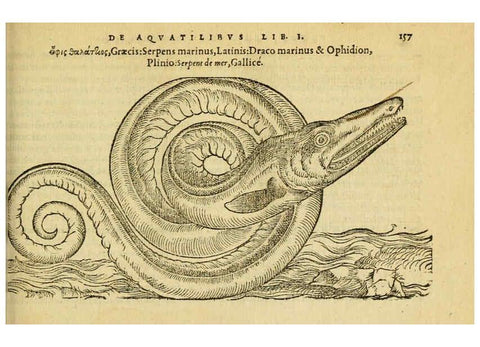 Reproducción/Reproduction 6418697153: Petri Bellonii Cenomani De aquatilibus, libri duo cum [epsilon, iota] conibus ad viuam ipsorum effigiem, quoad eius fieri potuit, expressis ... Parisiis,Apud C. Stephanum,1553