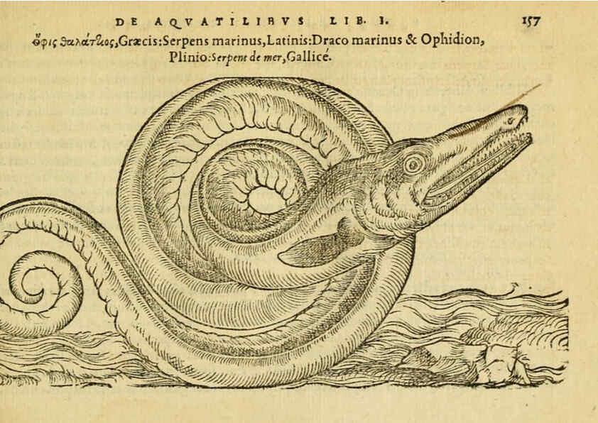 Reproducción/Reproduction 6418697153: Petri Bellonii Cenomani De aquatilibus, libri duo cum [epsilon, iota] conibus ad viuam ipsorum effigiem, quoad eius fieri potuit, expressis ... Parisiis,Apud C. Stephanum,1553