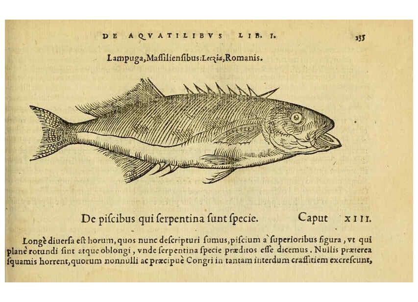 Reproducción/Reproduction 6418696865: Petri Bellonii Cenomani De aquatilibus, libri duo cum [epsilon, iota] conibus ad viuam ipsorum effigiem, quoad eius fieri potuit, expressis ... Parisiis,Apud C. Stephanum,1553