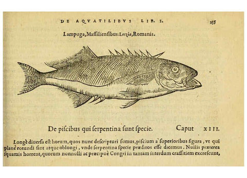 Reproducción/Reproduction 6418696865: Petri Bellonii Cenomani De aquatilibus, libri duo cum [epsilon, iota] conibus ad viuam ipsorum effigiem, quoad eius fieri potuit, expressis ... Parisiis,Apud C. Stephanum,1553