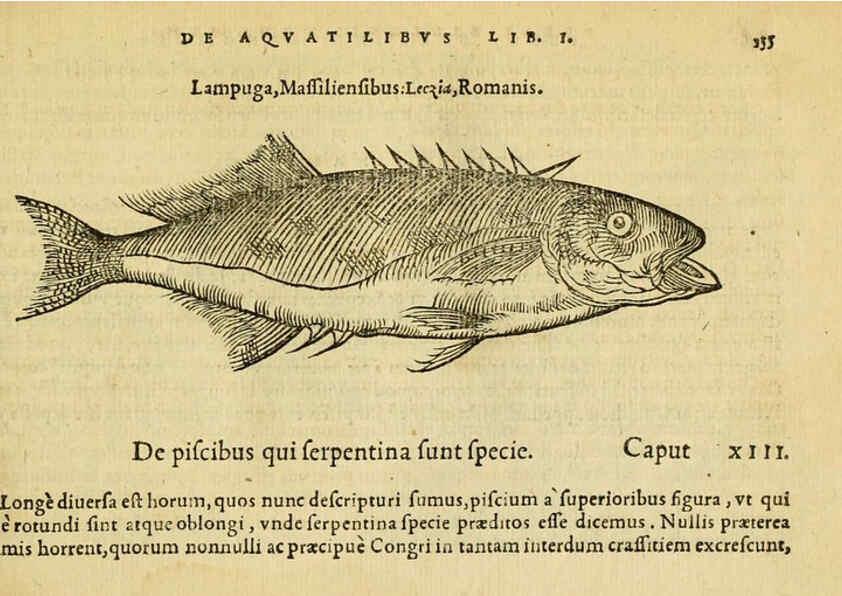 Reproducción/Reproduction 6418696865: Petri Bellonii Cenomani De aquatilibus, libri duo cum [epsilon, iota] conibus ad viuam ipsorum effigiem, quoad eius fieri potuit, expressis ... Parisiis,Apud C. Stephanum,1553