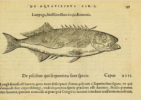 Reproducción/Reproduction 6418696865: Petri Bellonii Cenomani De aquatilibus, libri duo cum [epsilon, iota] conibus ad viuam ipsorum effigiem, quoad eius fieri potuit, expressis ... Parisiis,Apud C. Stephanum,1553