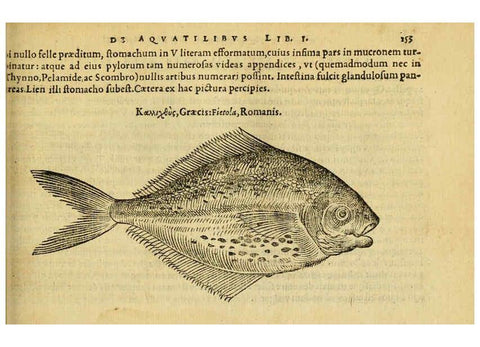 Reproducción/Reproduction 6418696387: Petri Bellonii Cenomani De aquatilibus, libri duo cum [epsilon, iota] conibus ad viuam ipsorum effigiem, quoad eius fieri potuit, expressis ... Parisiis,Apud C. Stephanum,1553
