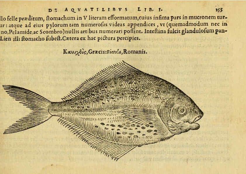 Reproducción/Reproduction 6418696387: Petri Bellonii Cenomani De aquatilibus, libri duo cum [epsilon, iota] conibus ad viuam ipsorum effigiem, quoad eius fieri potuit, expressis ... Parisiis,Apud C. Stephanum,1553