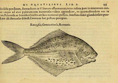 Reproducción/Reproduction 6418696387: Petri Bellonii Cenomani De aquatilibus, libri duo cum [epsilon, iota] conibus ad viuam ipsorum effigiem, quoad eius fieri potuit, expressis ... Parisiis,Apud C. Stephanum,1553