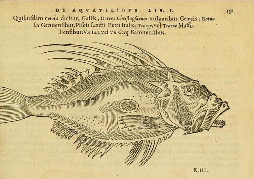 Reproducción/Reproduction 6418696065: Petri Bellonii Cenomani De aquatilibus, libri duo cum [epsilon, iota] conibus ad viuam ipsorum effigiem, quoad eius fieri potuit, expressis ... Parisiis,Apud C. Stephanum,1553