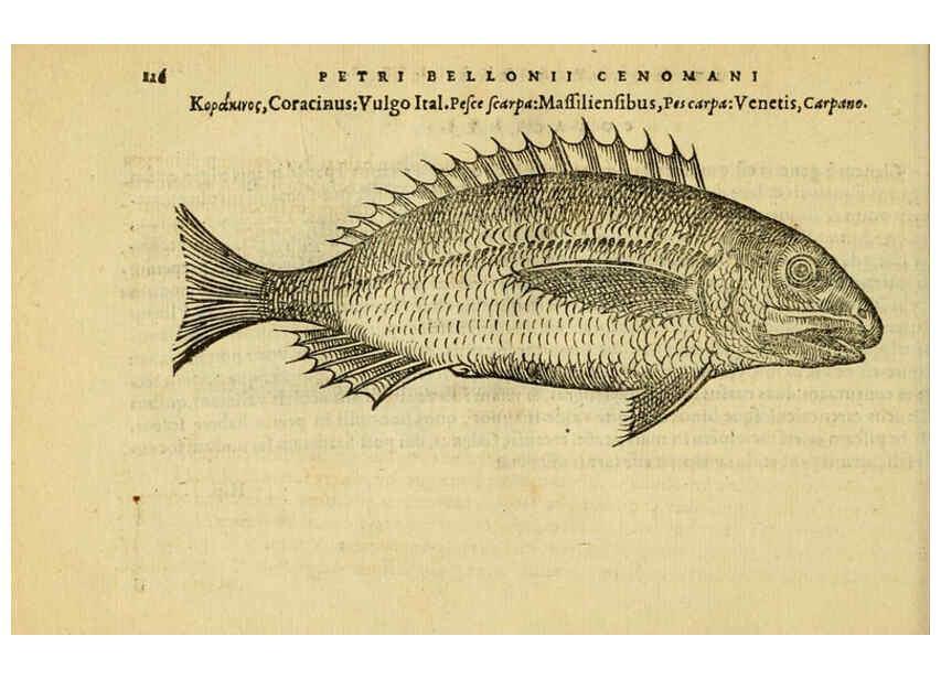 Reproducción/Reproduction 6418689801: Petri Bellonii Cenomani De aquatilibus, libri duo cum [epsilon, iota] conibus ad viuam ipsorum effigiem, quoad eius fieri potuit, expressis ... Parisiis,Apud C. Stephanum,1553