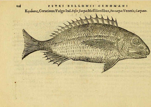 Reproducción/Reproduction 6418689801: Petri Bellonii Cenomani De aquatilibus, libri duo cum [epsilon, iota] conibus ad viuam ipsorum effigiem, quoad eius fieri potuit, expressis ... Parisiis,Apud C. Stephanum,1553