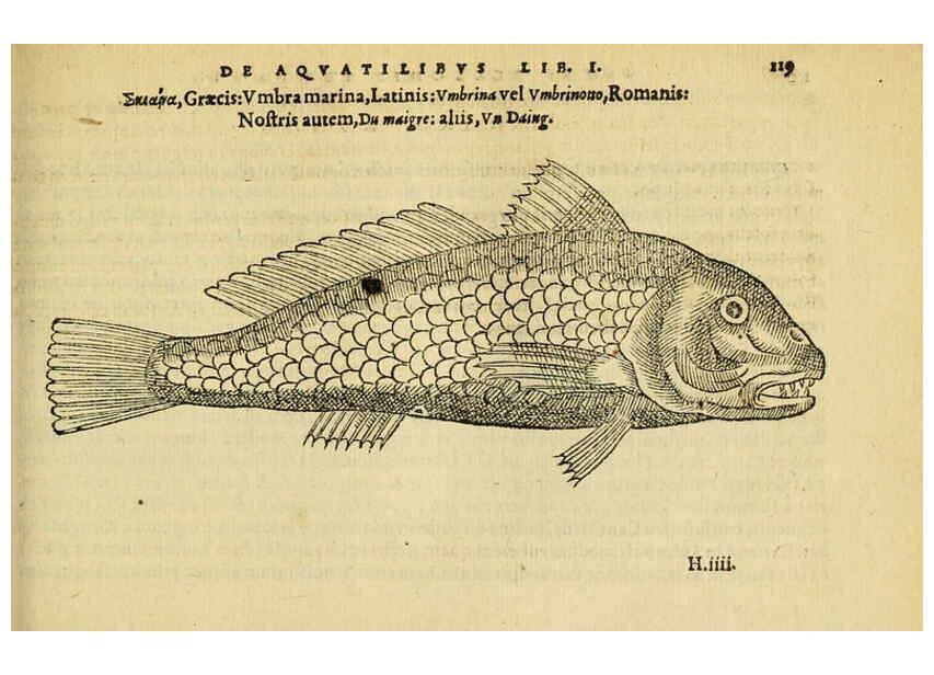 Reproducción/Reproduction 6418690083: Petri Bellonii Cenomani De aquatilibus, libri duo cum [epsilon, iota] conibus ad viuam ipsorum effigiem, quoad eius fieri potuit, expressis ... Parisiis,Apud C. Stephanum,1553