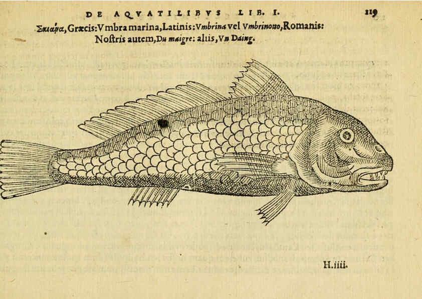 Reproducción/Reproduction 6418690083: Petri Bellonii Cenomani De aquatilibus, libri duo cum [epsilon, iota] conibus ad viuam ipsorum effigiem, quoad eius fieri potuit, expressis ... Parisiis,Apud C. Stephanum,1553