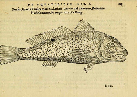 Reproducción/Reproduction 6418690083: Petri Bellonii Cenomani De aquatilibus, libri duo cum [epsilon, iota] conibus ad viuam ipsorum effigiem, quoad eius fieri potuit, expressis ... Parisiis,Apud C. Stephanum,1553