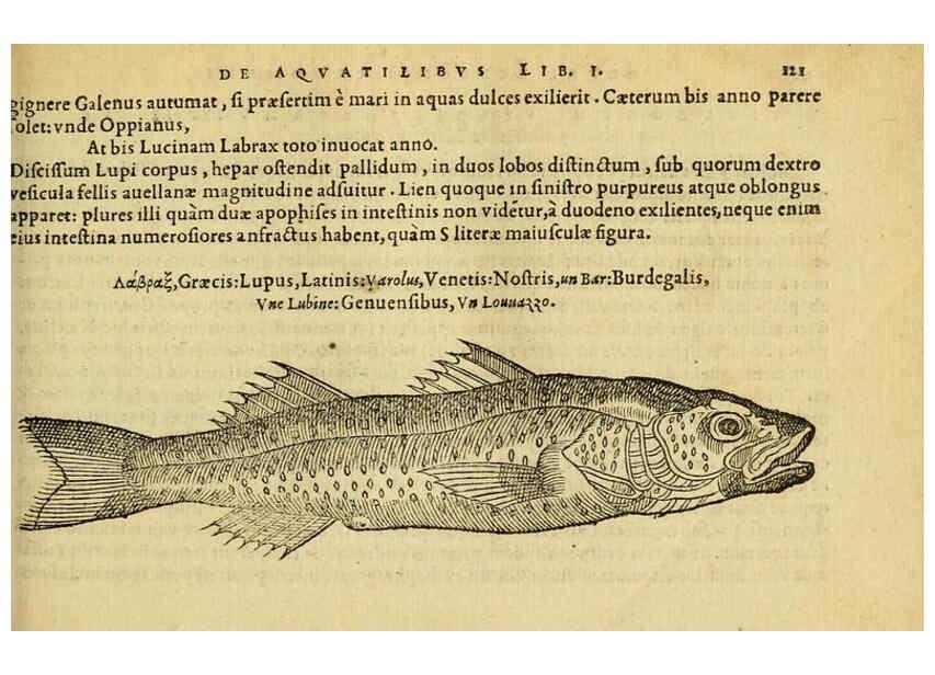 Reproducción/Reproduction 6418690631: Petri Bellonii Cenomani De aquatilibus, libri duo cum [epsilon, iota] conibus ad viuam ipsorum effigiem, quoad eius fieri potuit, expressis ... Parisiis,Apud C. Stephanum,1553