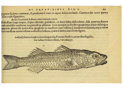 Reproducción/Reproduction 6418690631: Petri Bellonii Cenomani De aquatilibus, libri duo cum [epsilon, iota] conibus ad viuam ipsorum effigiem, quoad eius fieri potuit, expressis ... Parisiis,Apud C. Stephanum,1553