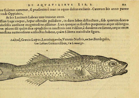Reproducción/Reproduction 6418690631: Petri Bellonii Cenomani De aquatilibus, libri duo cum [epsilon, iota] conibus ad viuam ipsorum effigiem, quoad eius fieri potuit, expressis ... Parisiis,Apud C. Stephanum,1553