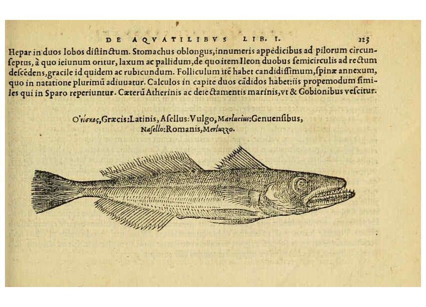 Reproducción/Reproduction 6418690941: Petri Bellonii Cenomani De aquatilibus, libri duo cum [epsilon, iota] conibus ad viuam ipsorum effigiem, quoad eius fieri potuit, expressis ... Parisiis,Apud C. Stephanum,1553