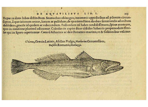 Reproducción/Reproduction 6418690941: Petri Bellonii Cenomani De aquatilibus, libri duo cum [epsilon, iota] conibus ad viuam ipsorum effigiem, quoad eius fieri potuit, expressis ... Parisiis,Apud C. Stephanum,1553