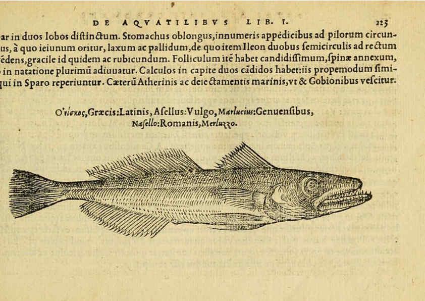 Reproducción/Reproduction 6418690941: Petri Bellonii Cenomani De aquatilibus, libri duo cum [epsilon, iota] conibus ad viuam ipsorum effigiem, quoad eius fieri potuit, expressis ... Parisiis,Apud C. Stephanum,1553