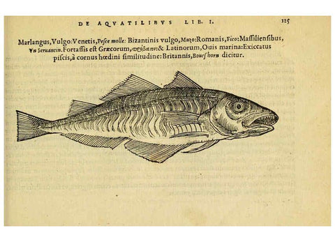 Reproducción/Reproduction 6418691449: Petri Bellonii Cenomani De aquatilibus, libri duo cum [epsilon, iota] conibus ad viuam ipsorum effigiem, quoad eius fieri potuit, expressis ... Parisiis,Apud C. Stephanum,1553