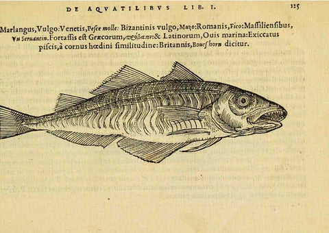 Reproducción/Reproduction 6418691449: Petri Bellonii Cenomani De aquatilibus, libri duo cum [epsilon, iota] conibus ad viuam ipsorum effigiem, quoad eius fieri potuit, expressis ... Parisiis,Apud C. Stephanum,1553