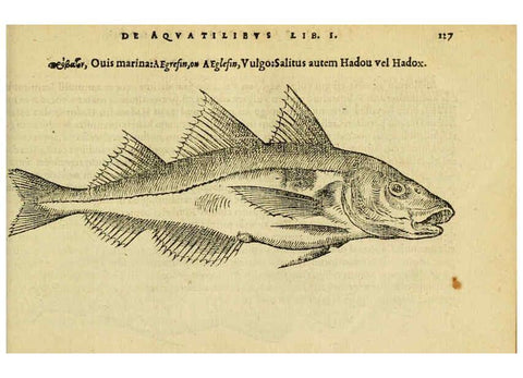 Reproducción/Reproduction 6418691917: Petri Bellonii Cenomani De aquatilibus, libri duo cum [epsilon, iota] conibus ad viuam ipsorum effigiem, quoad eius fieri potuit, expressis ... Parisiis,Apud C. Stephanum,1553