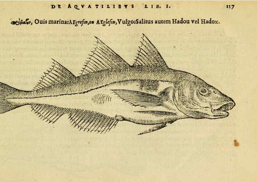 Reproducción/Reproduction 6418691917: Petri Bellonii Cenomani De aquatilibus, libri duo cum [epsilon, iota] conibus ad viuam ipsorum effigiem, quoad eius fieri potuit, expressis ... Parisiis,Apud C. Stephanum,1553
