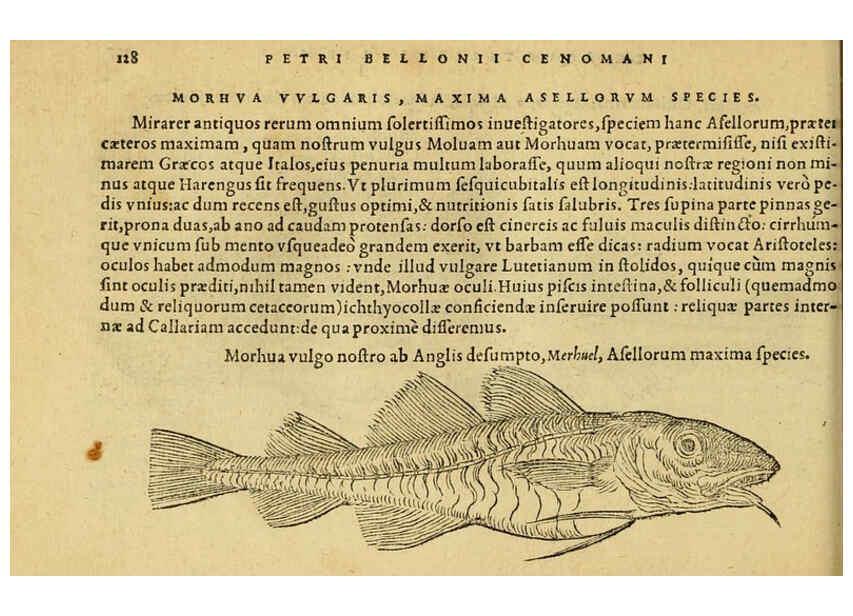 Reproducción/Reproduction 6418692235: Petri Bellonii Cenomani De aquatilibus, libri duo cum [epsilon, iota] conibus ad viuam ipsorum effigiem, quoad eius fieri potuit, expressis ... Parisiis,Apud C. Stephanum,1553