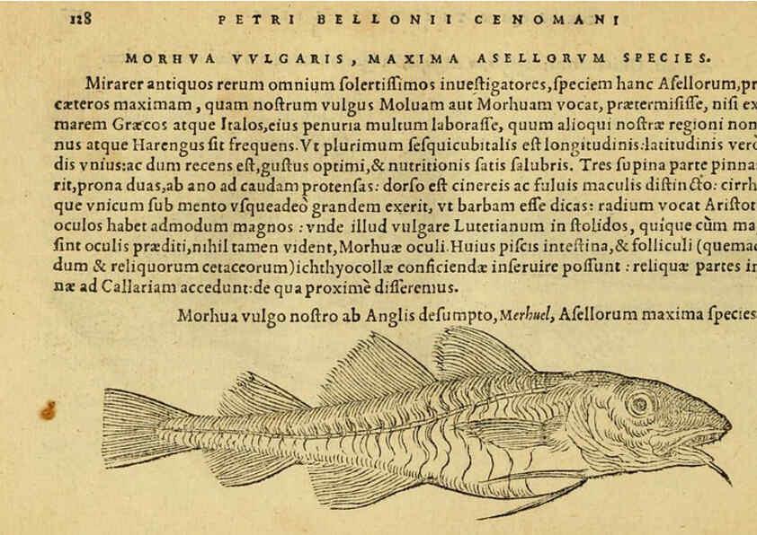 Reproducción/Reproduction 6418692235: Petri Bellonii Cenomani De aquatilibus, libri duo cum [epsilon, iota] conibus ad viuam ipsorum effigiem, quoad eius fieri potuit, expressis ... Parisiis,Apud C. Stephanum,1553