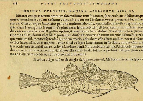 Reproducción/Reproduction 6418692235: Petri Bellonii Cenomani De aquatilibus, libri duo cum [epsilon, iota] conibus ad viuam ipsorum effigiem, quoad eius fieri potuit, expressis ... Parisiis,Apud C. Stephanum,1553