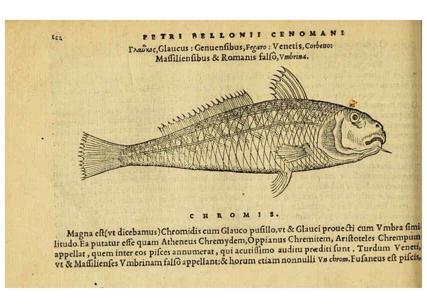 Reproducción/Reproduction 6418688823: Petri Bellonii Cenomani De aquatilibus, libri duo cum [epsilon, iota] conibus ad viuam ipsorum effigiem, quoad eius fieri potuit, expressis ... Parisiis,Apud C. Stephanum,1553