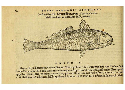 Reproducción/Reproduction 6418688823: Petri Bellonii Cenomani De aquatilibus, libri duo cum [epsilon, iota] conibus ad viuam ipsorum effigiem, quoad eius fieri potuit, expressis ... Parisiis,Apud C. Stephanum,1553