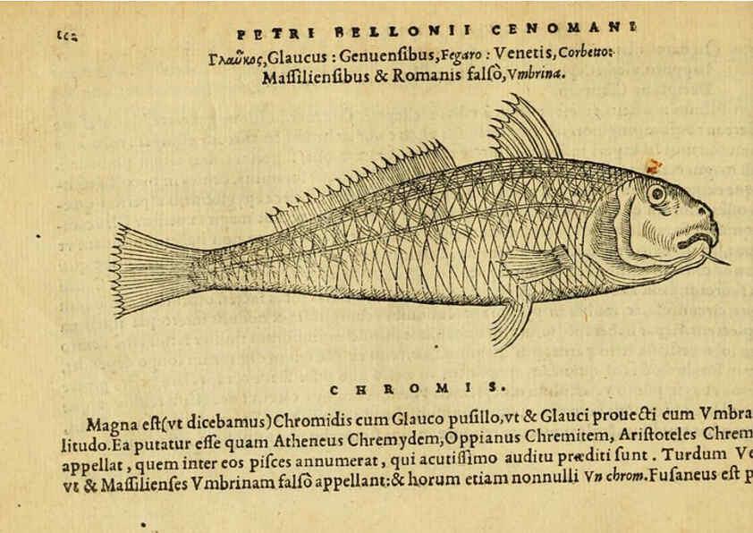 Reproducción/Reproduction 6418688823: Petri Bellonii Cenomani De aquatilibus, libri duo cum [epsilon, iota] conibus ad viuam ipsorum effigiem, quoad eius fieri potuit, expressis ... Parisiis,Apud C. Stephanum,1553