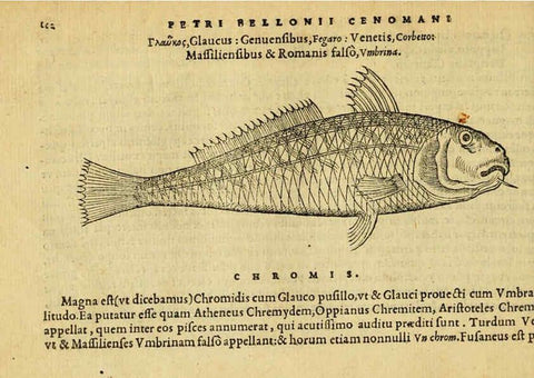 Reproducción/Reproduction 6418688823: Petri Bellonii Cenomani De aquatilibus, libri duo cum [epsilon, iota] conibus ad viuam ipsorum effigiem, quoad eius fieri potuit, expressis ... Parisiis,Apud C. Stephanum,1553