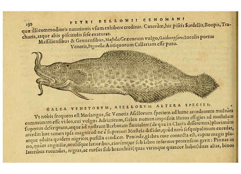 Reproducción/Reproduction 6418692775: Petri Bellonii Cenomani De aquatilibus, libri duo cum [epsilon, iota] conibus ad viuam ipsorum effigiem, quoad eius fieri potuit, expressis ... Parisiis,Apud C. Stephanum,1553