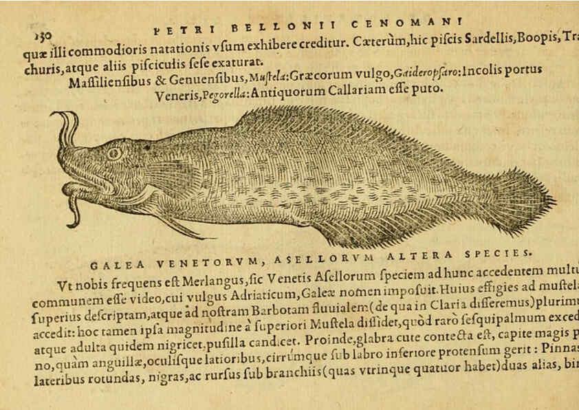 Reproducción/Reproduction 6418692775: Petri Bellonii Cenomani De aquatilibus, libri duo cum [epsilon, iota] conibus ad viuam ipsorum effigiem, quoad eius fieri potuit, expressis ... Parisiis,Apud C. Stephanum,1553