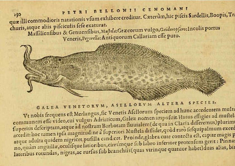Reproducción/Reproduction 6418692775: Petri Bellonii Cenomani De aquatilibus, libri duo cum [epsilon, iota] conibus ad viuam ipsorum effigiem, quoad eius fieri potuit, expressis ... Parisiis,Apud C. Stephanum,1553