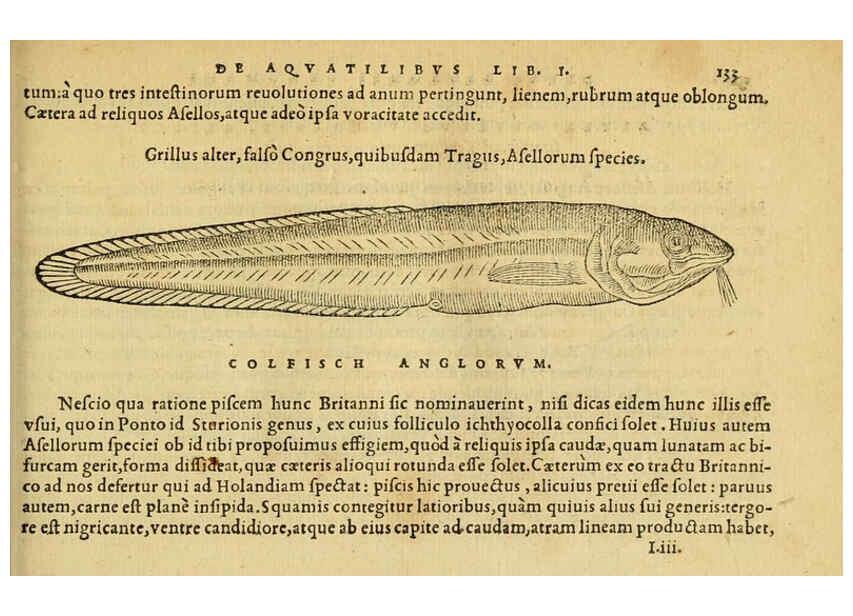 Reproducción/Reproduction 6418693597: Petri Bellonii Cenomani De aquatilibus, libri duo cum [epsilon, iota] conibus ad viuam ipsorum effigiem, quoad eius fieri potuit, expressis ... Parisiis,Apud C. Stephanum,1553